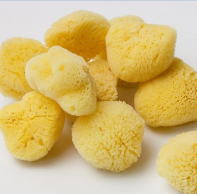 Seaborne Baby Bath Sponge